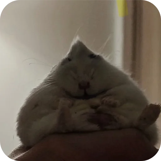 Эмодзи Хомячки