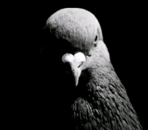 Эмодзи голубь png