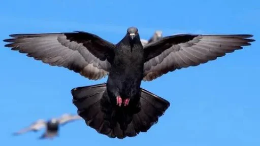 Эмодзи голубь png