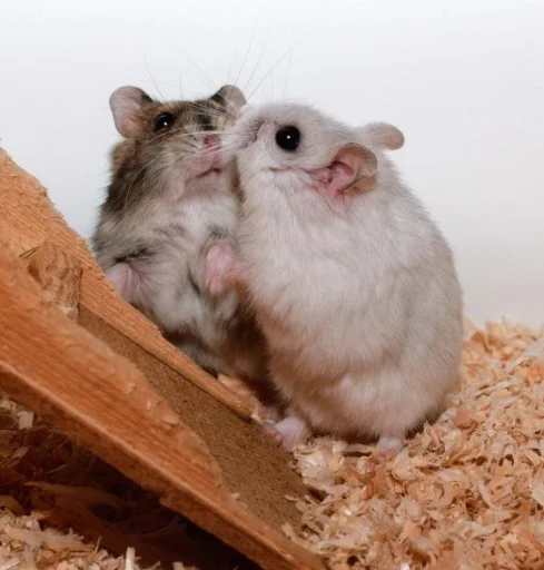 Эмодзи хома