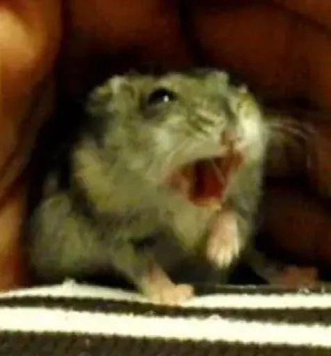 Эмодзи хома