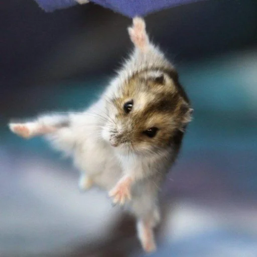 Эмодзи хома