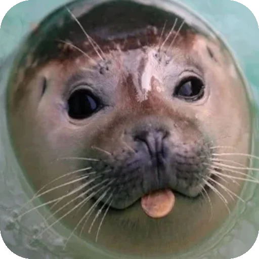 Эмодзи Seals