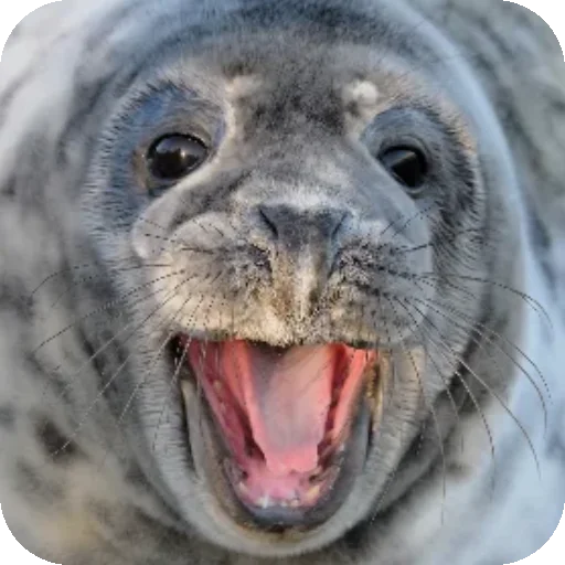 Эмодзи Seals