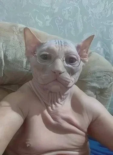 Эмодзи Котики