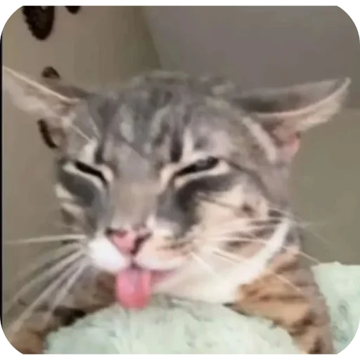 Эмодзи Котики