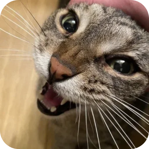 Эмодзи Котики