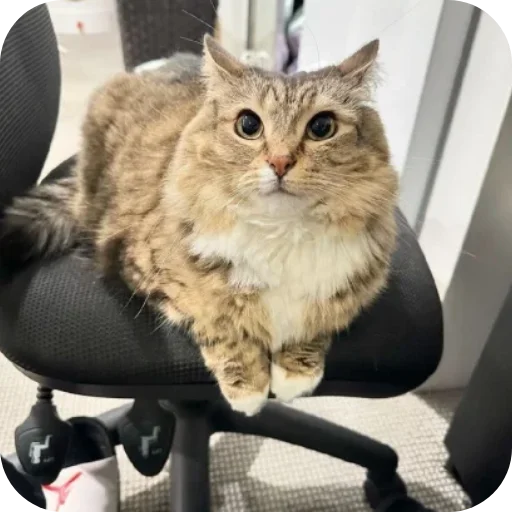 Эмодзи Котики