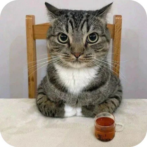 Эмодзи Котики