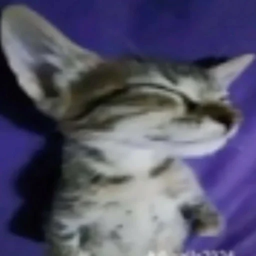 Эмодзи Cats memes