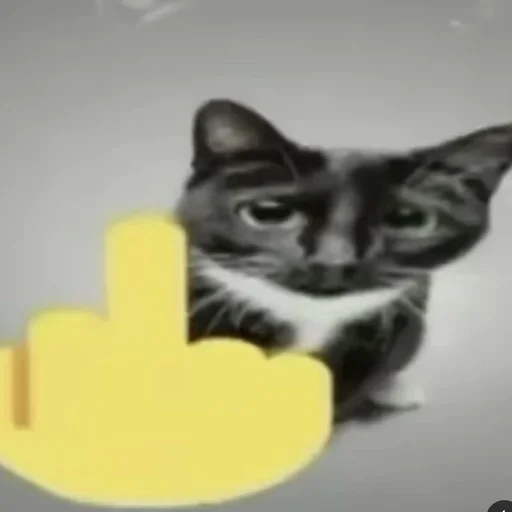 Эмодзи Cats memes