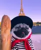 Эмодзи Мопсик