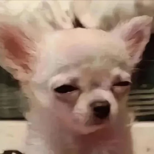 🤩