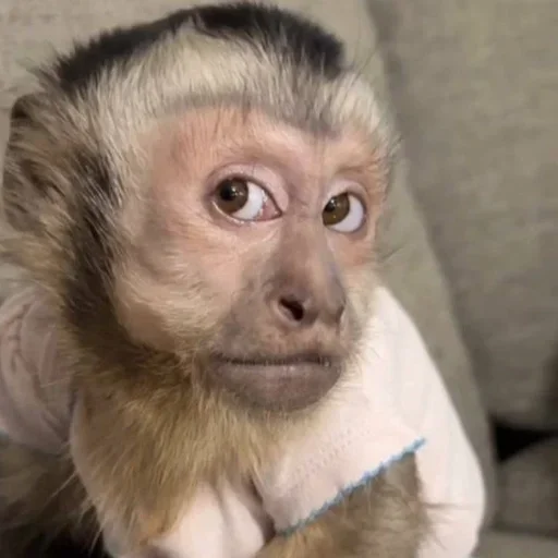 Эмодзи Monkeys